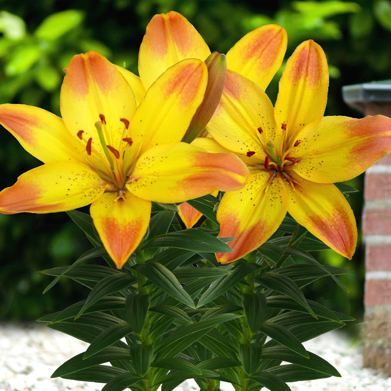 Lilium Asiatic 'Happy Memories'